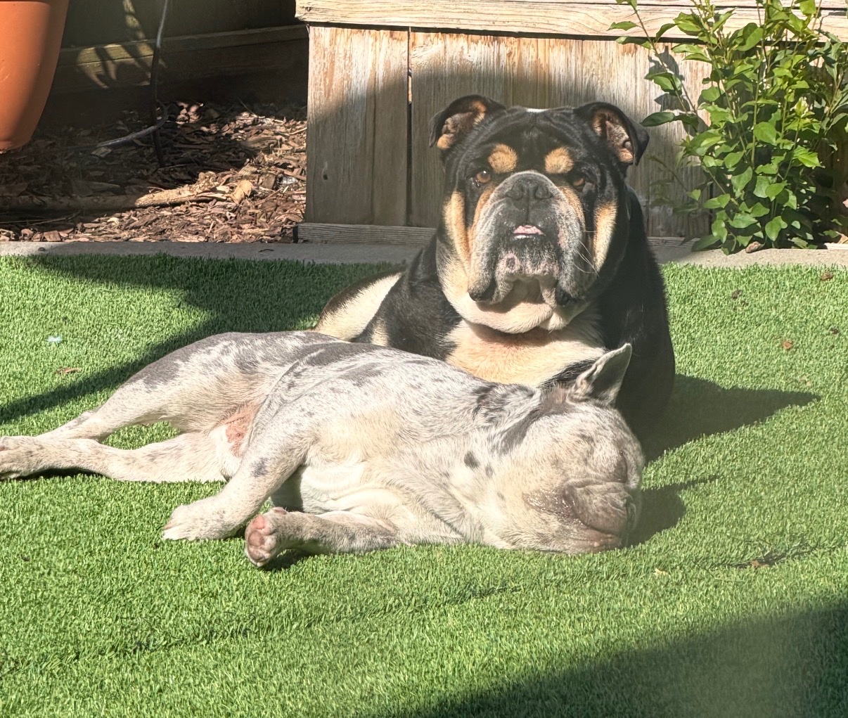 Hercules and Apolo