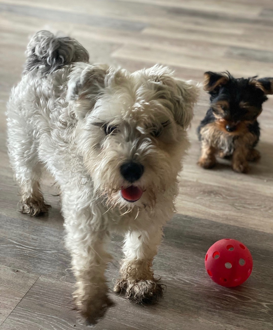 Khloe the mini Schnauzer