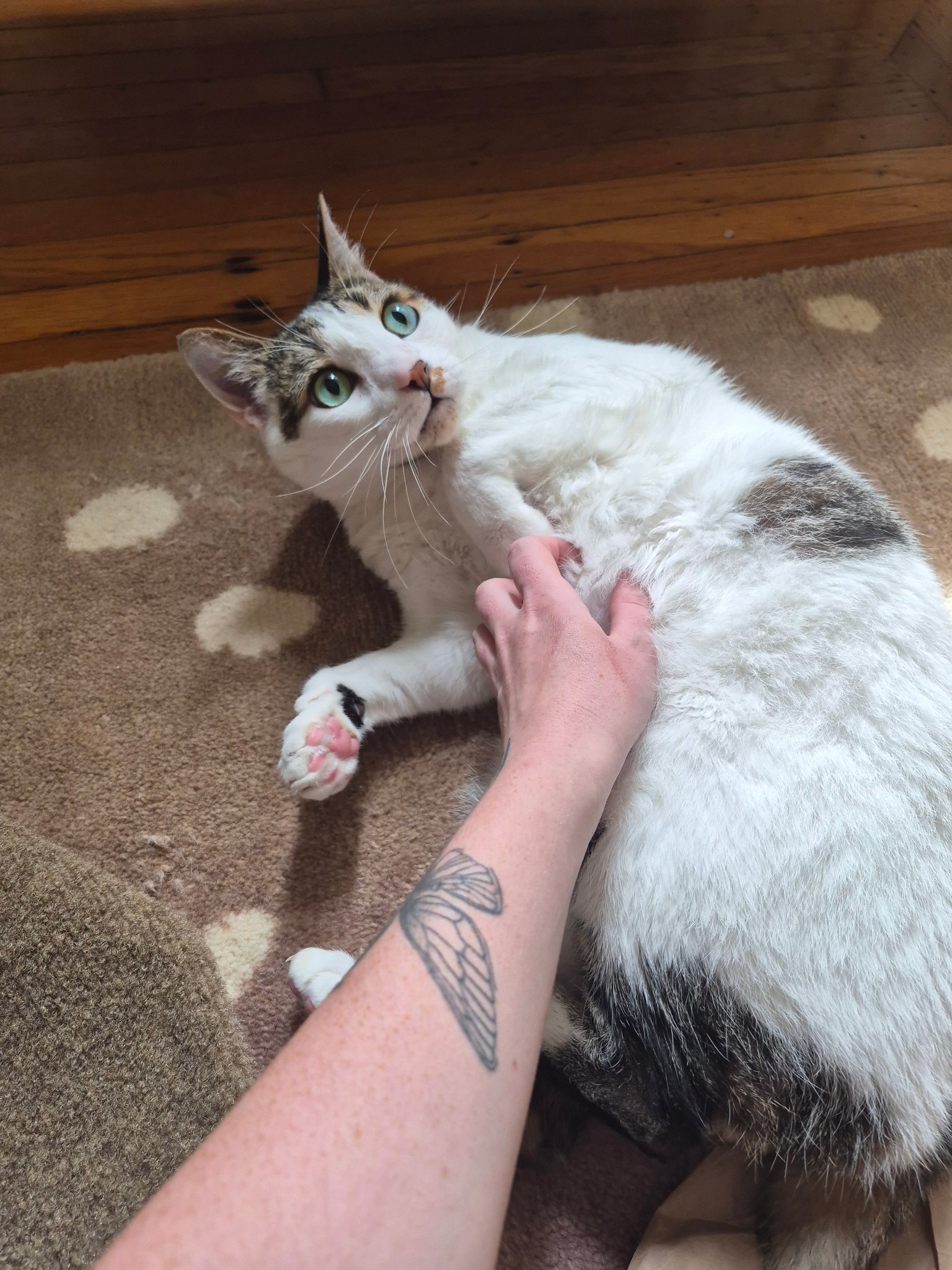 Sam S. — Dog Walking and Pet Sitting in San Francisco, CA, example 4