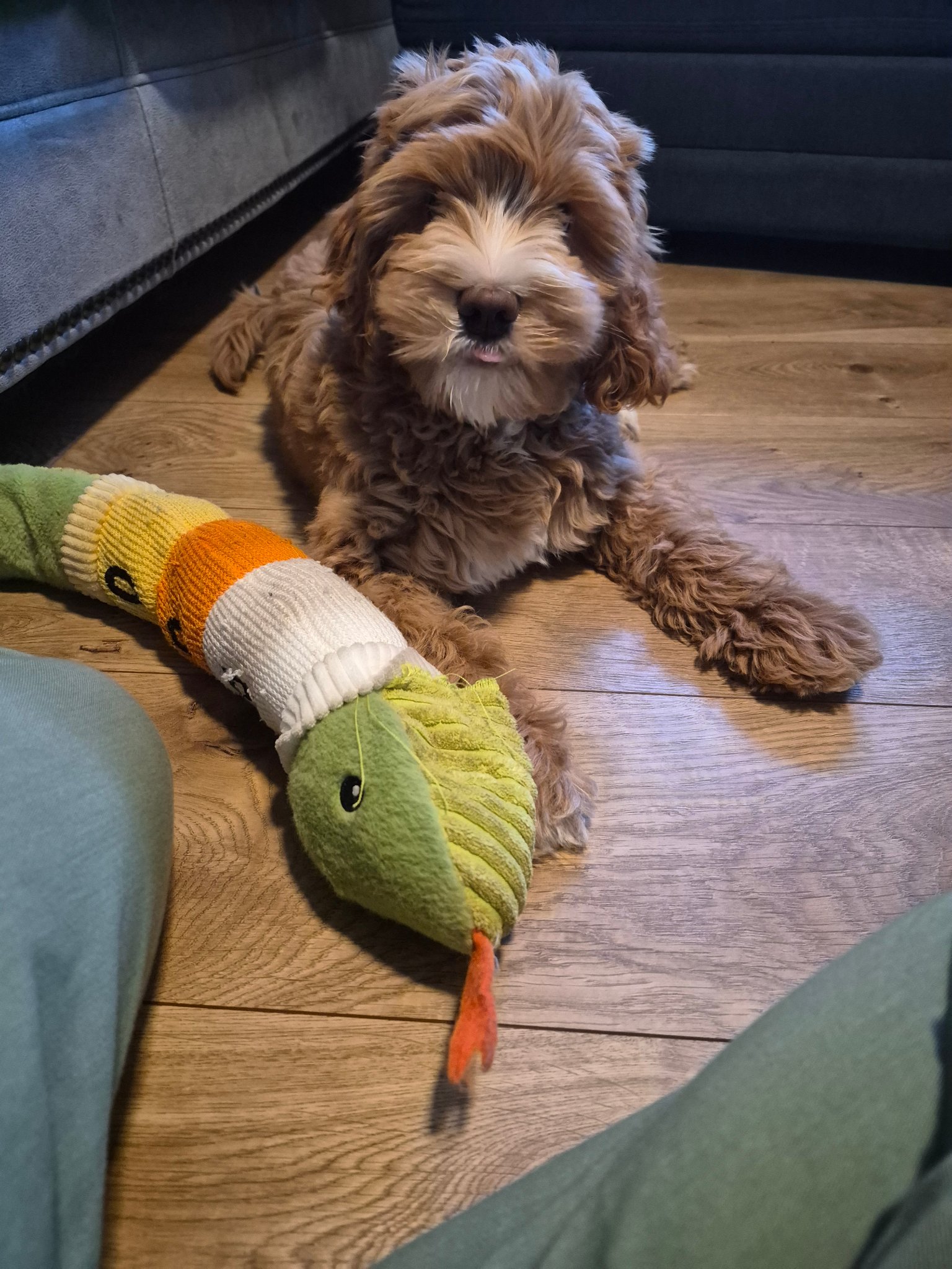 Sam S. — Dog Walking and Pet Sitting in San Francisco, CA, example 1