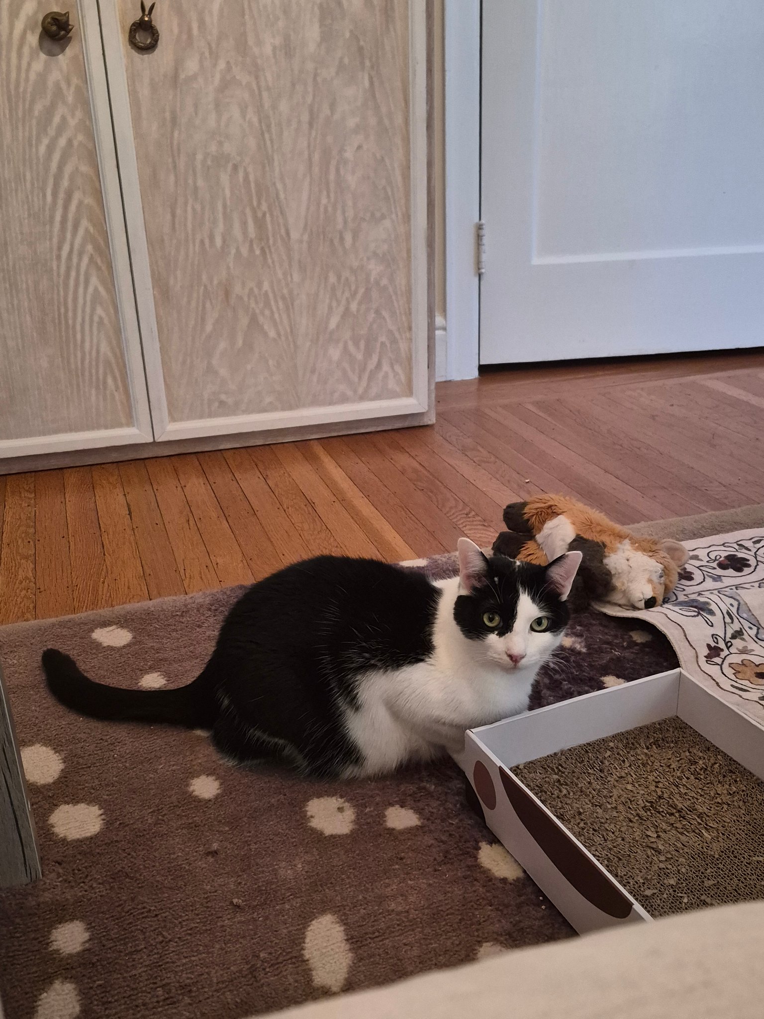 Sam S. — Dog Walking and Pet Sitting in San Francisco, CA, example 6
