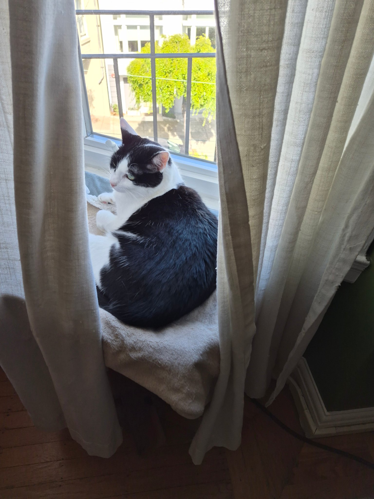 Sam S. — Dog Walking and Pet Sitting in San Francisco, CA, example 7
