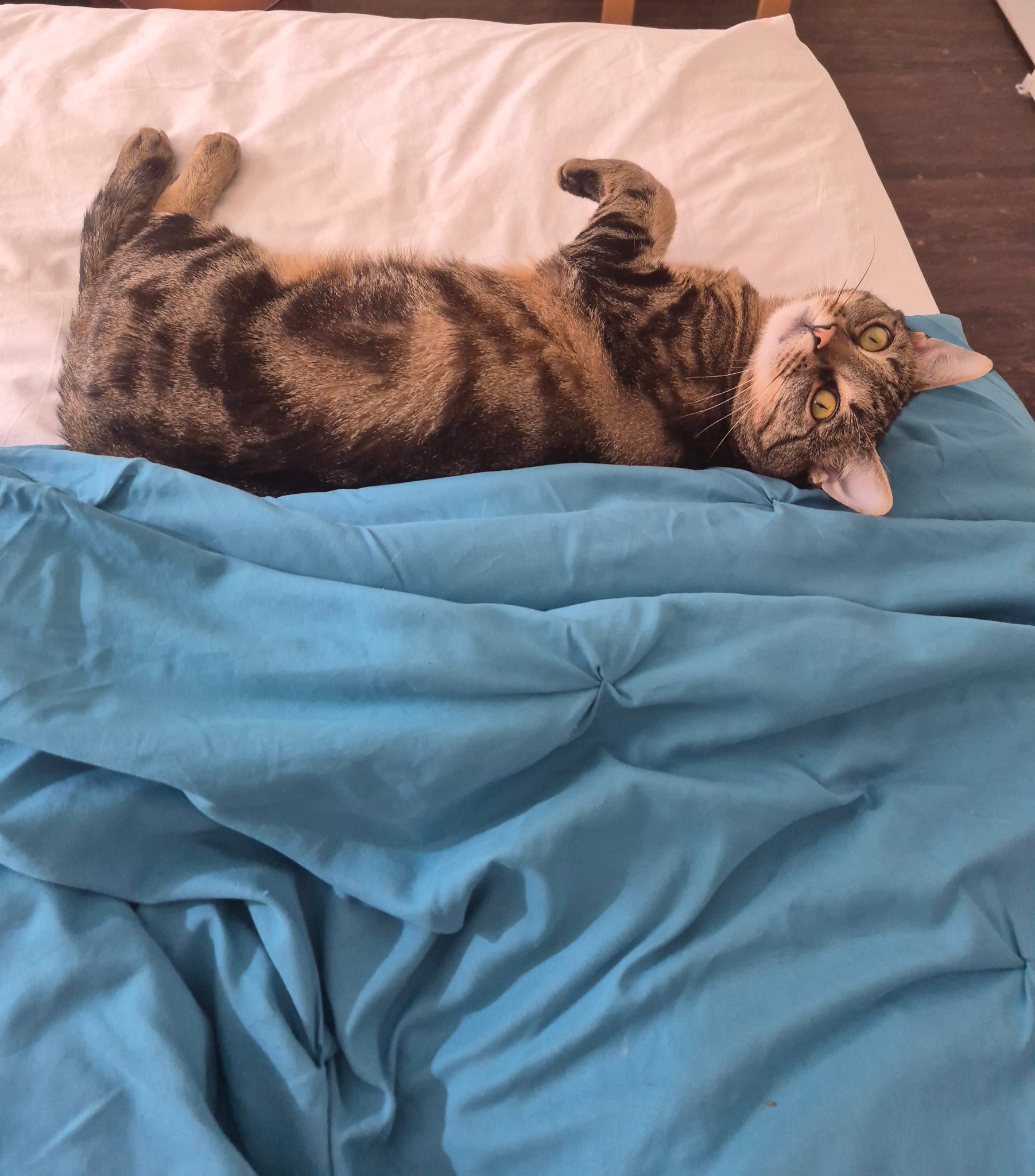 Sam S. — Dog Walking and Pet Sitting in San Francisco, CA, example 8